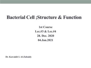 Bacterial Cell Structure