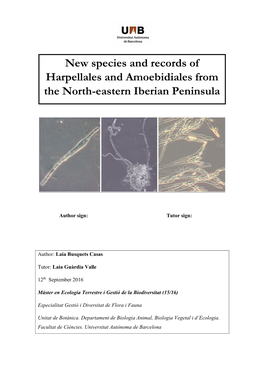 New Species and Records of Harpellales and Amoebidiales from the North-Eastern Iberian Peninsula