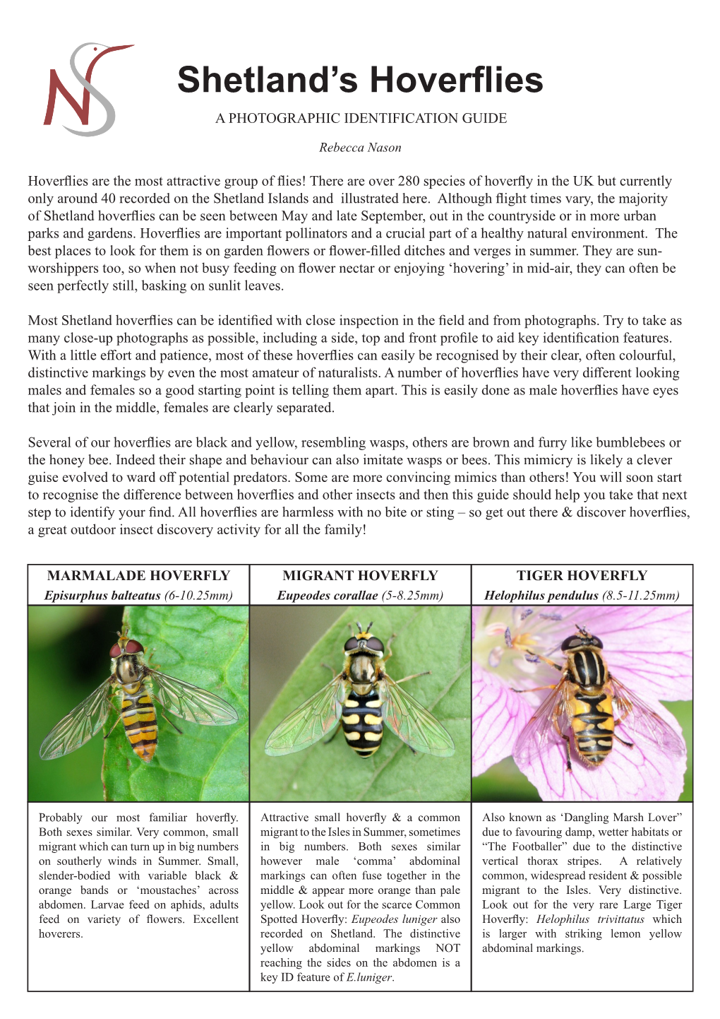 Shetland's Hoverflies