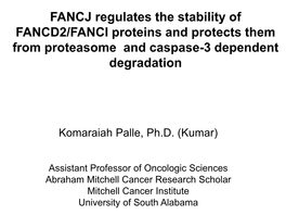 FANCJ Regulates the Stability of FANCD2/FANCI Proteins and Protects Them from Proteasome and Caspase-3 Dependent Degradation