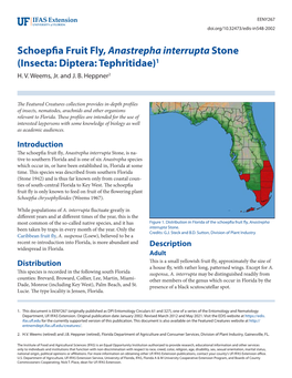 Schoepfia Fruit Fly, Anastrepha Interrupta Stone