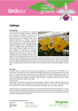 Cattleya Growing Guide
