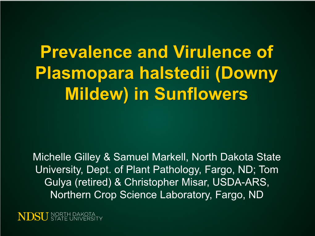 Plasmopara Halstedii (Downy Mildew) in Sunflowers