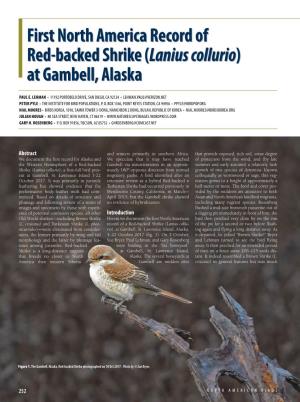 Lanius Colluriocollurio)) Atat Gambell,Gambell, Alaskaalaska