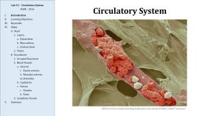Circulatory System IUSM – 2016