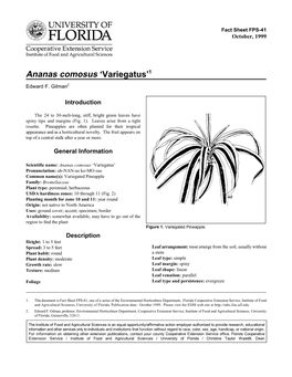 Ananas Comosus ‘Variegatus’1