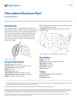 Pilea Cadierei Aluminum Plant1 Edward F