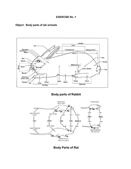 Body Parts of Rabbit Body Parts Of