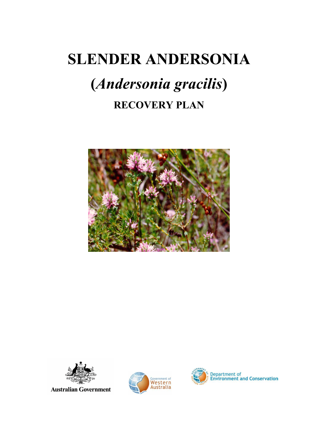 Andersonia Gracilis)