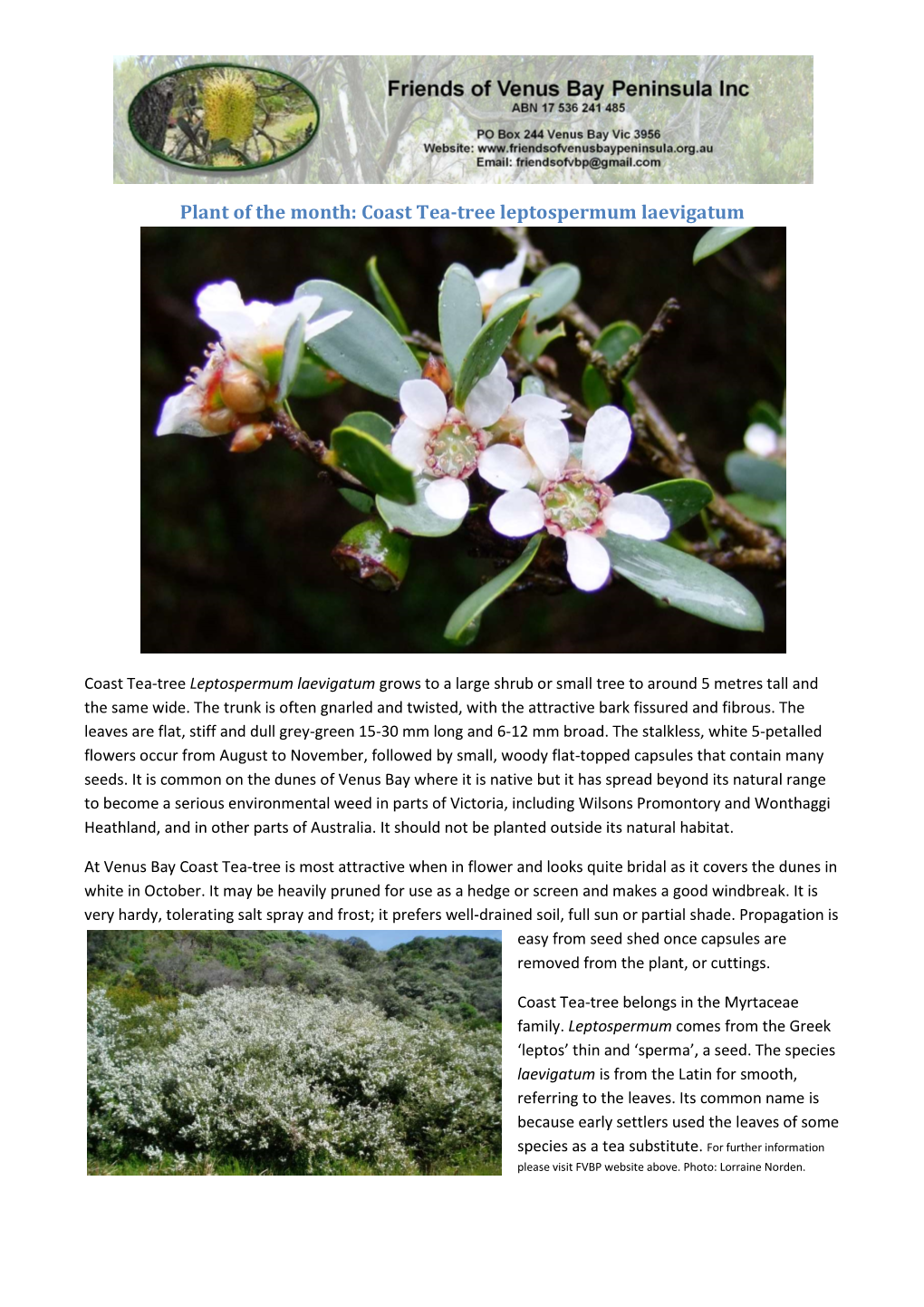 Coast Tea-Tree Leptospermum Laevigatum