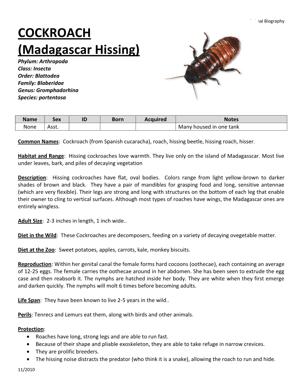 Madagascar Hissing) Phylum: Arthropoda Class: Insecta Order: Blattodea Family: Blaberidae Genus: Gromphadorhina Species: Portentosa