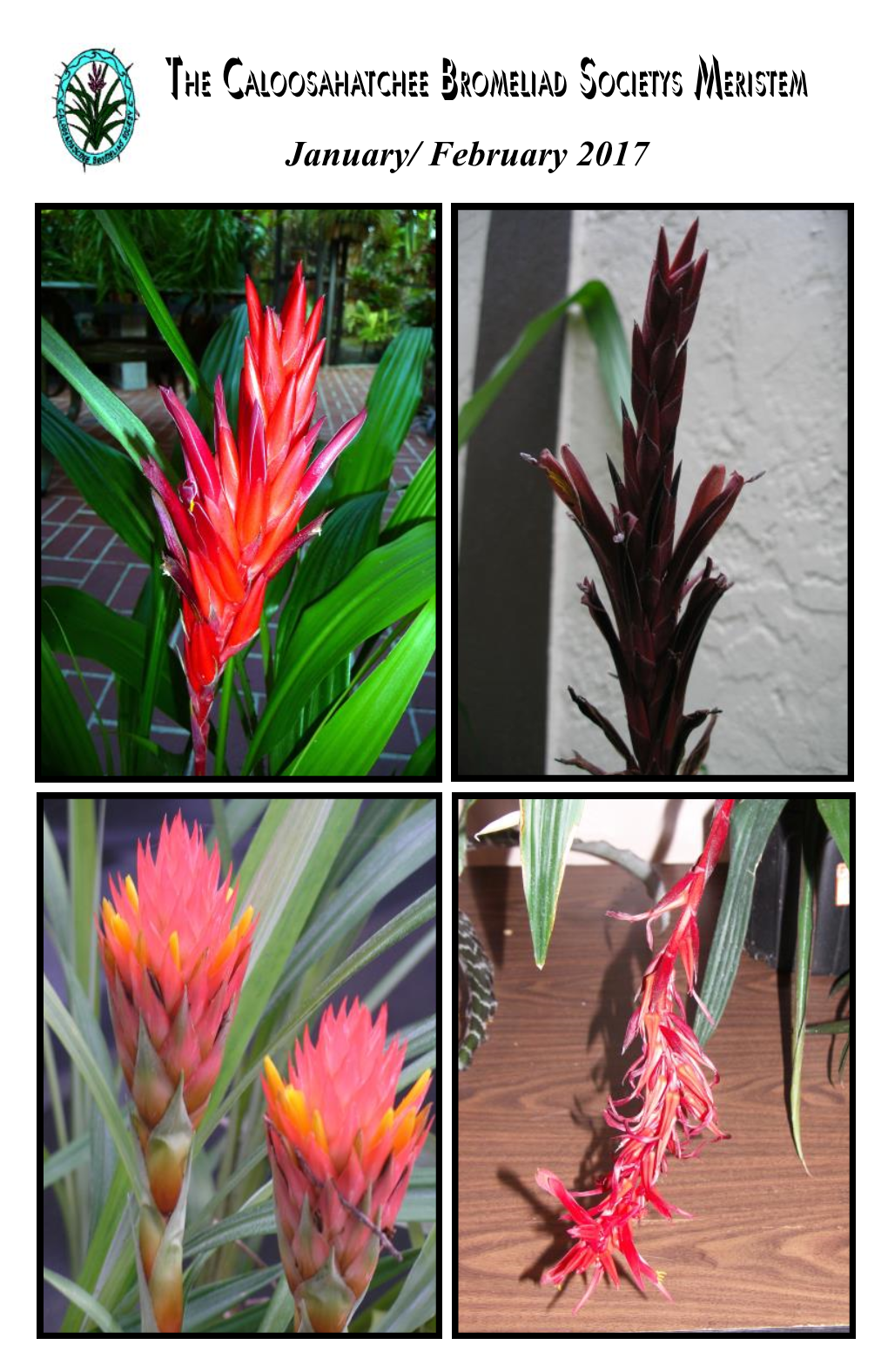 The Caloosahatchee Bromeliad Society’’’’’’’’’’’’’’’’’S Meristem