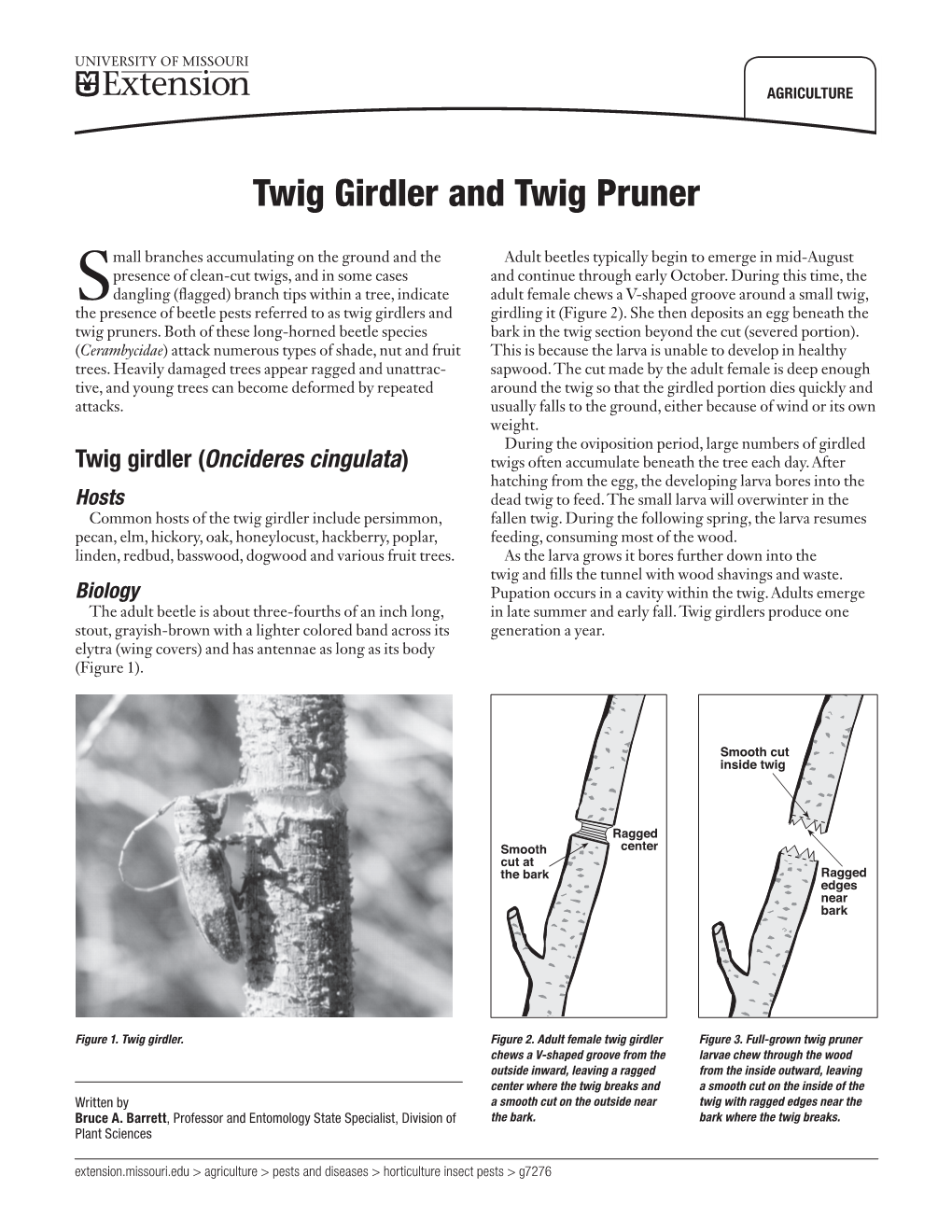 Twig Girdler and Twig Pruner