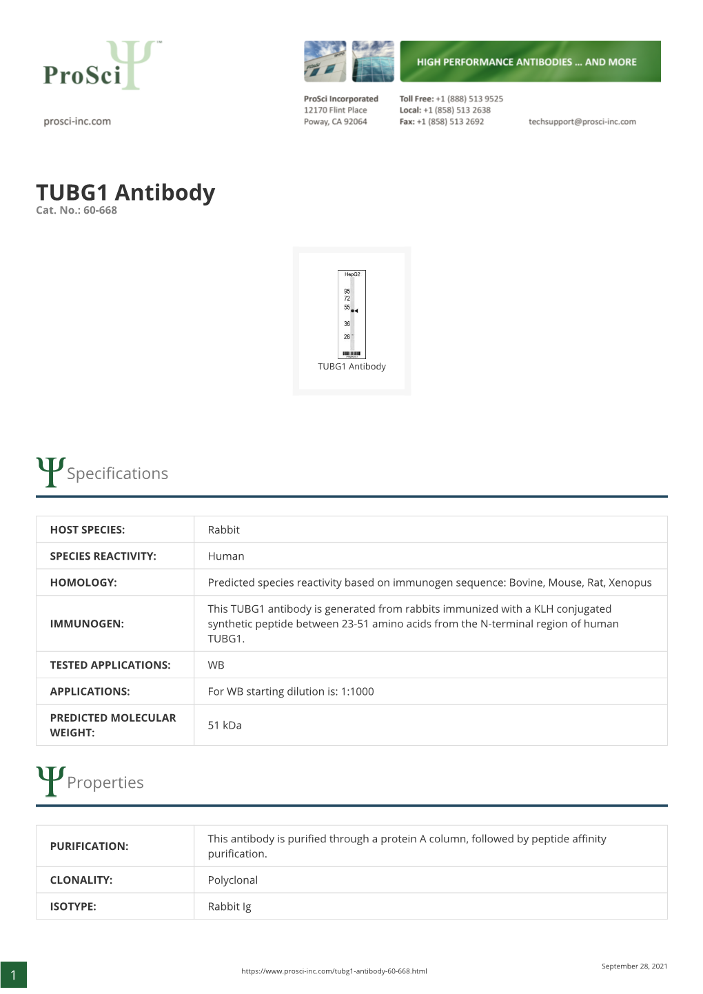 TUBG1 Antibody Cat