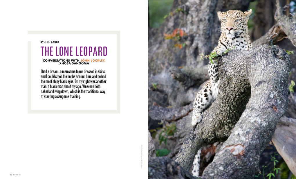 The Lone Leopard