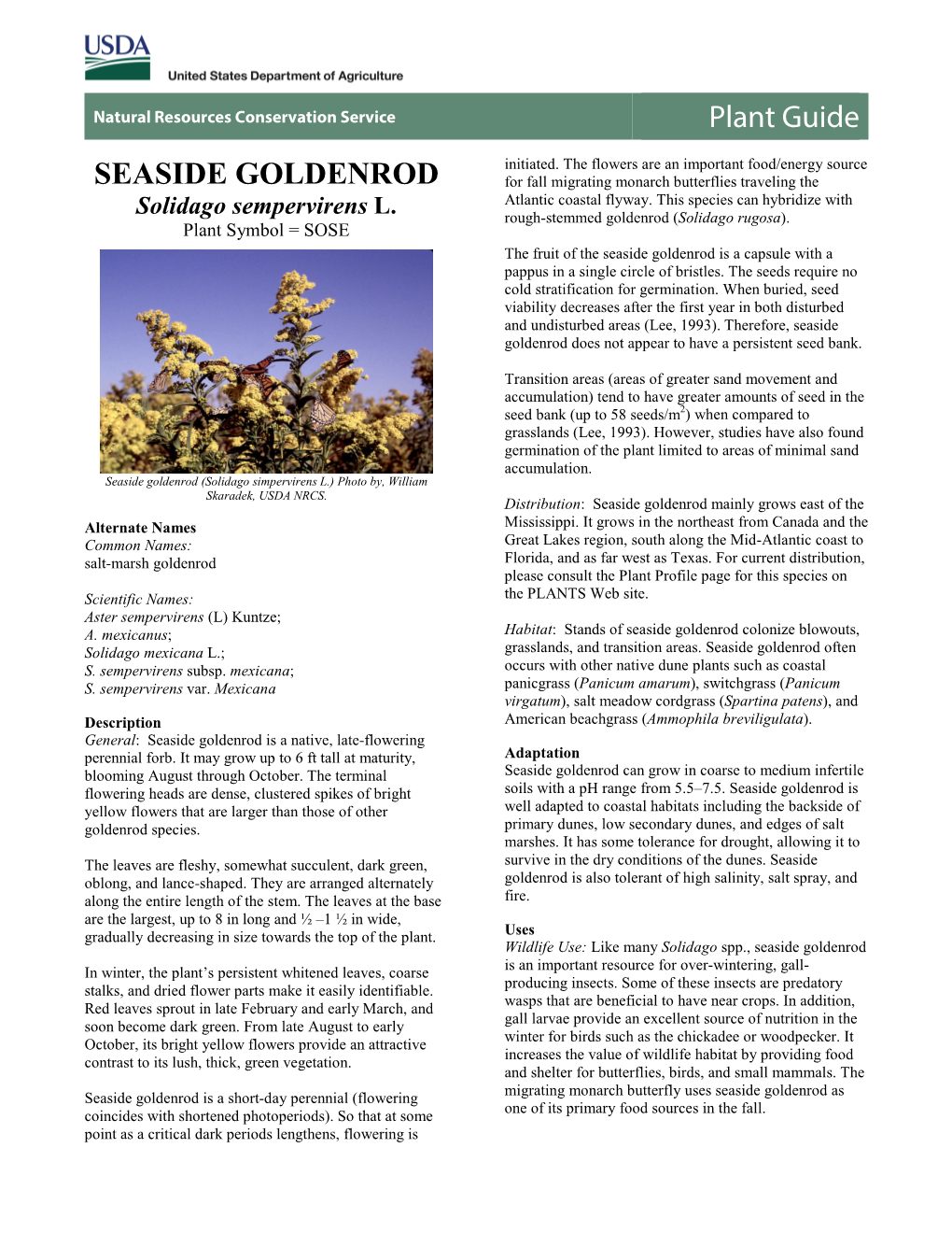 (Solidago Sempervirens) Plant Guide