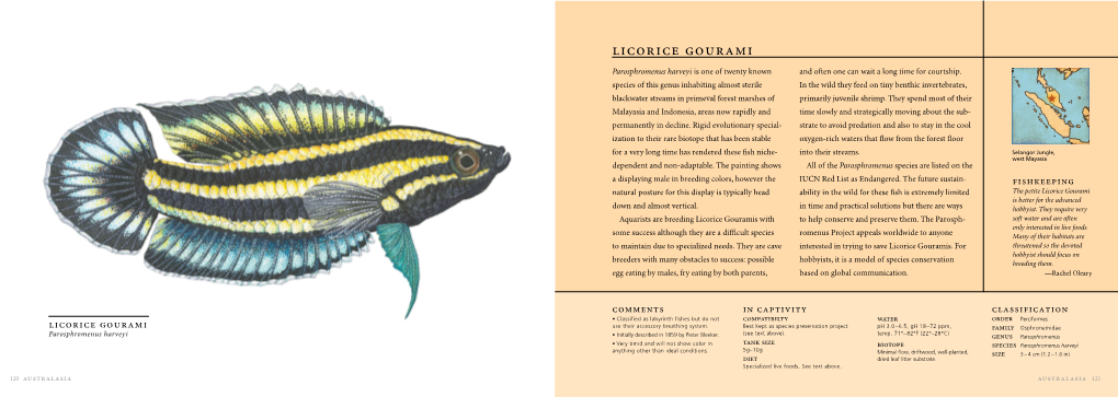 Licorice Gourami