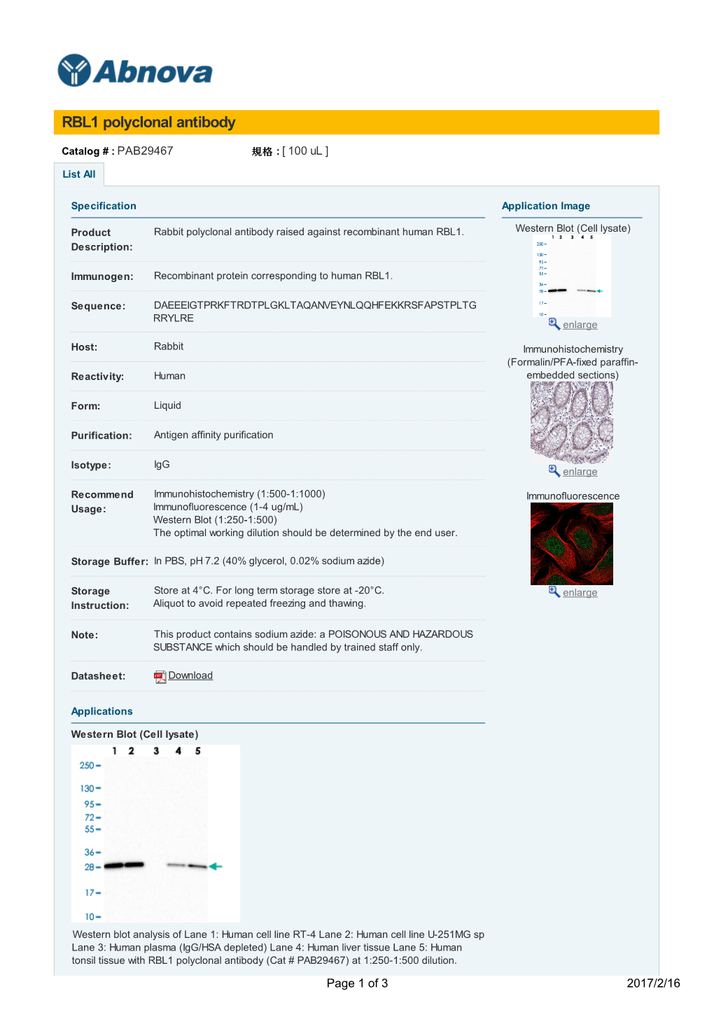 RBL1 Polyclonal Antibody