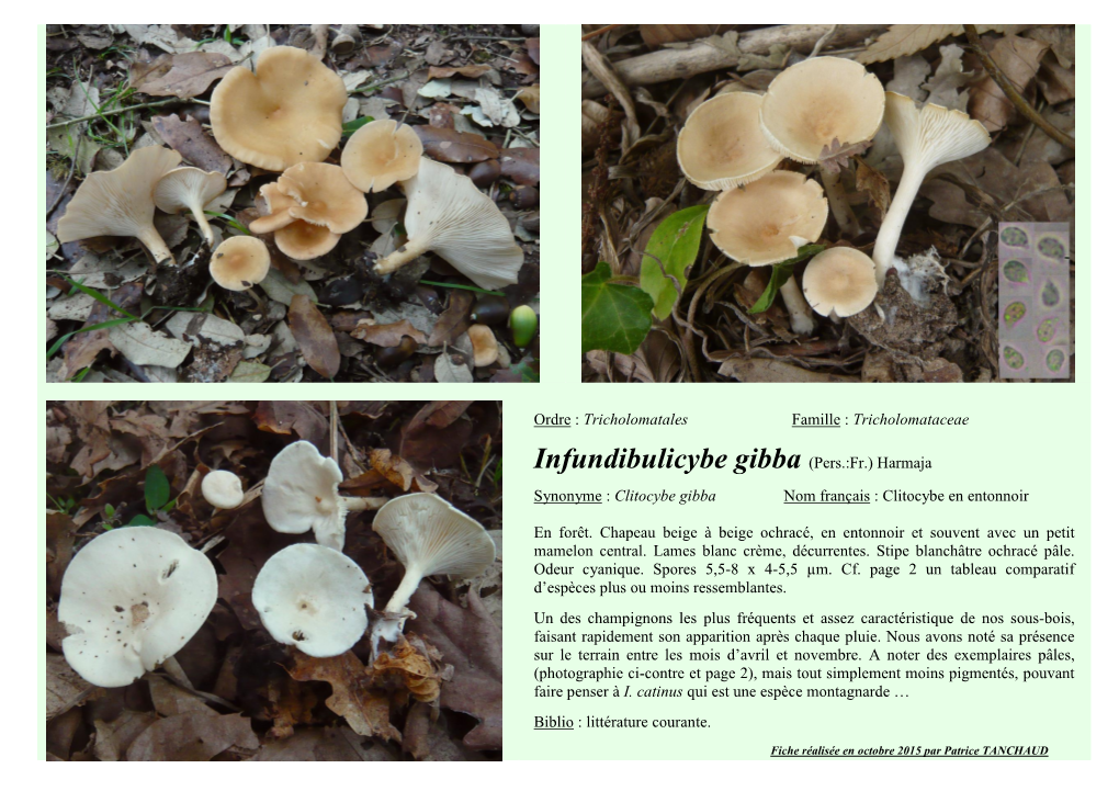 Infundibulicybe Gibba (Pers.:Fr.) Harmaja