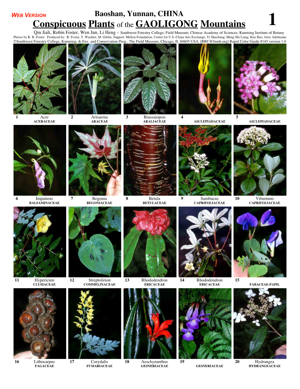 Conspicuous Plants of the GAOLIGONG Mountains