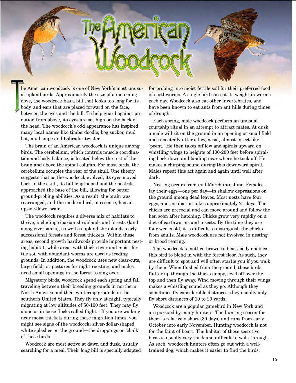 Woodcock of New York State- Conservationist