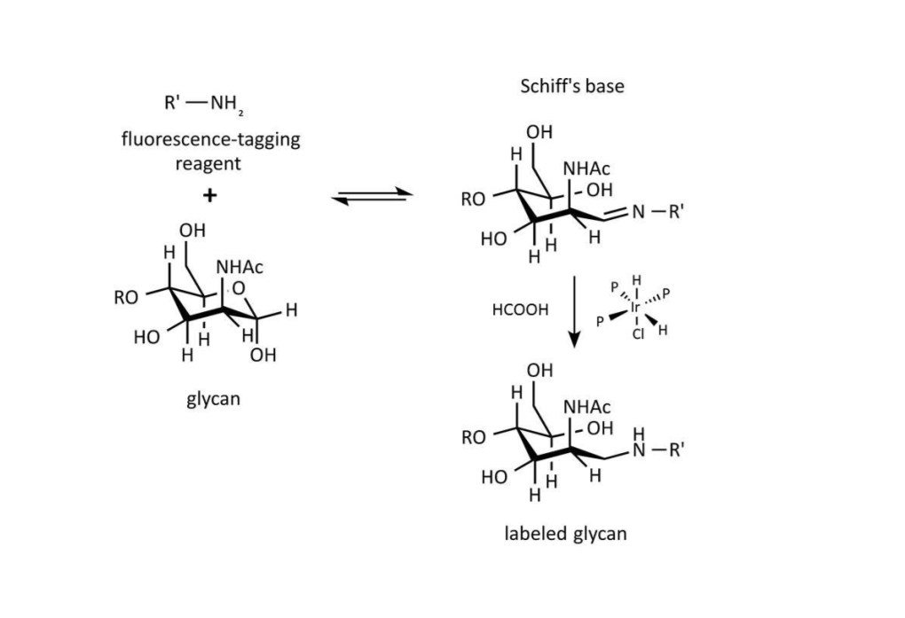 A Novel Carbohydrate Labeling Method Utilizing Transfer Hydrogenation-Mediated Reductive Amination