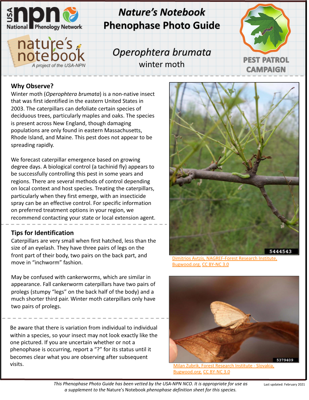 Nature's Notebook Phenophase Photo Guide Operophtera Brumata