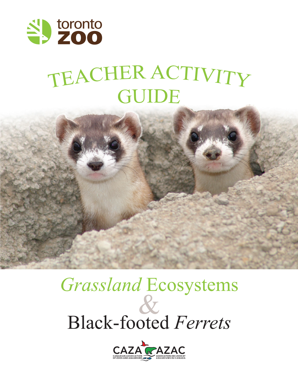 Black-Footed Ferrets