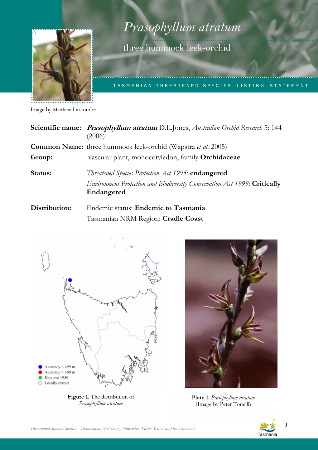 Prasophyllum Atratum Atratum (Three Hummock Leek-Orchid)