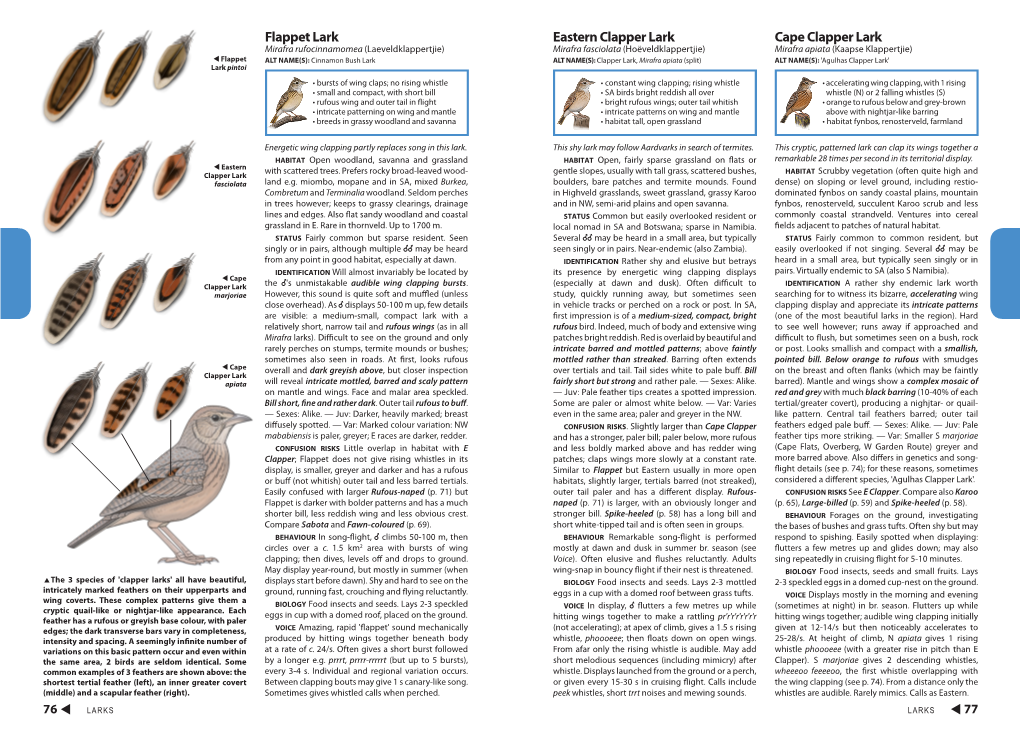 Flappet Lark Cape Clapper Lark Eastern Clapper Lark