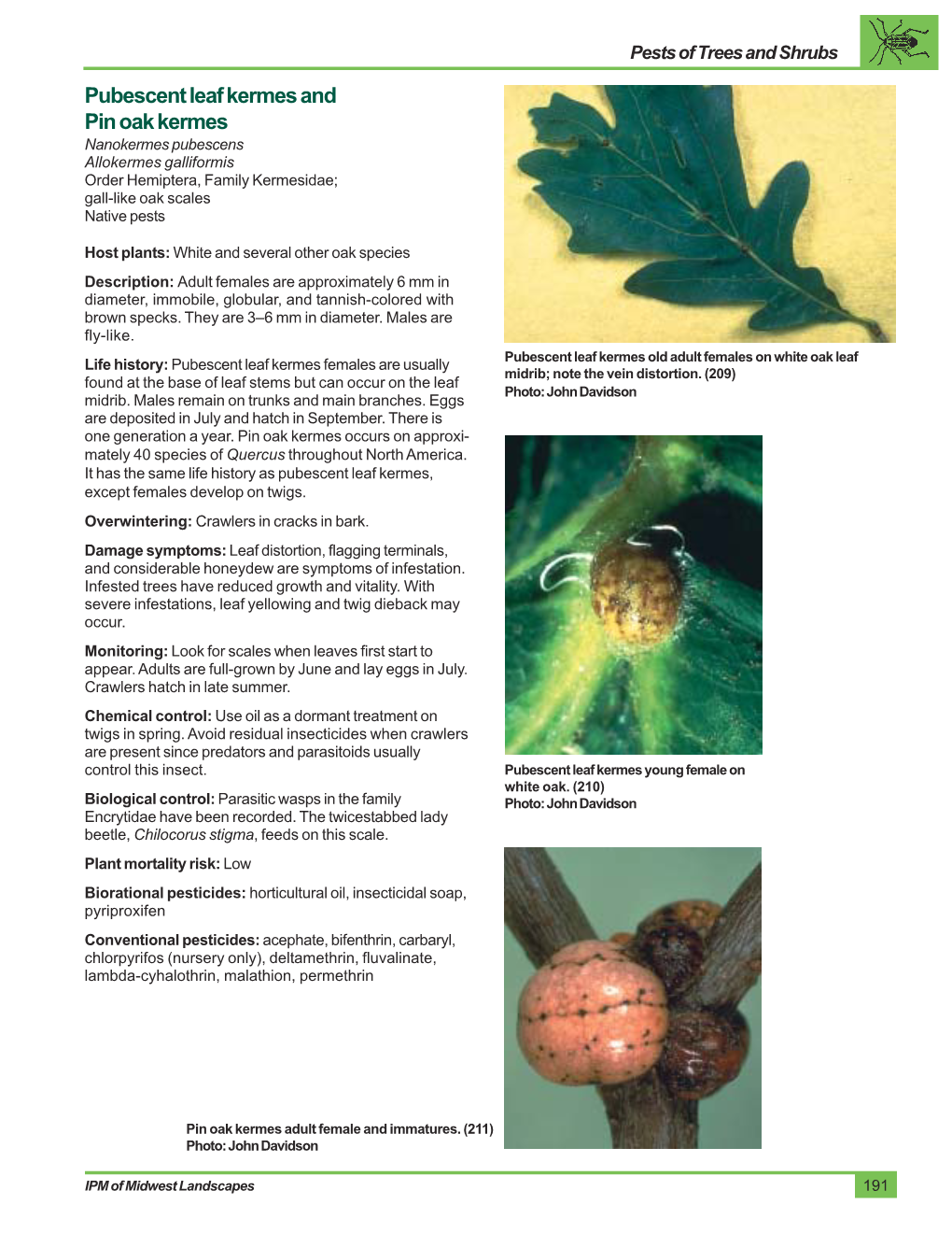 Pubescent Leaf Kermes and Pin Oak Kermes Nanokermes Pubescens Allokermes Galliformis Order Hemiptera, Family Kermesidae; Gall-Like Oak Scales Native Pests