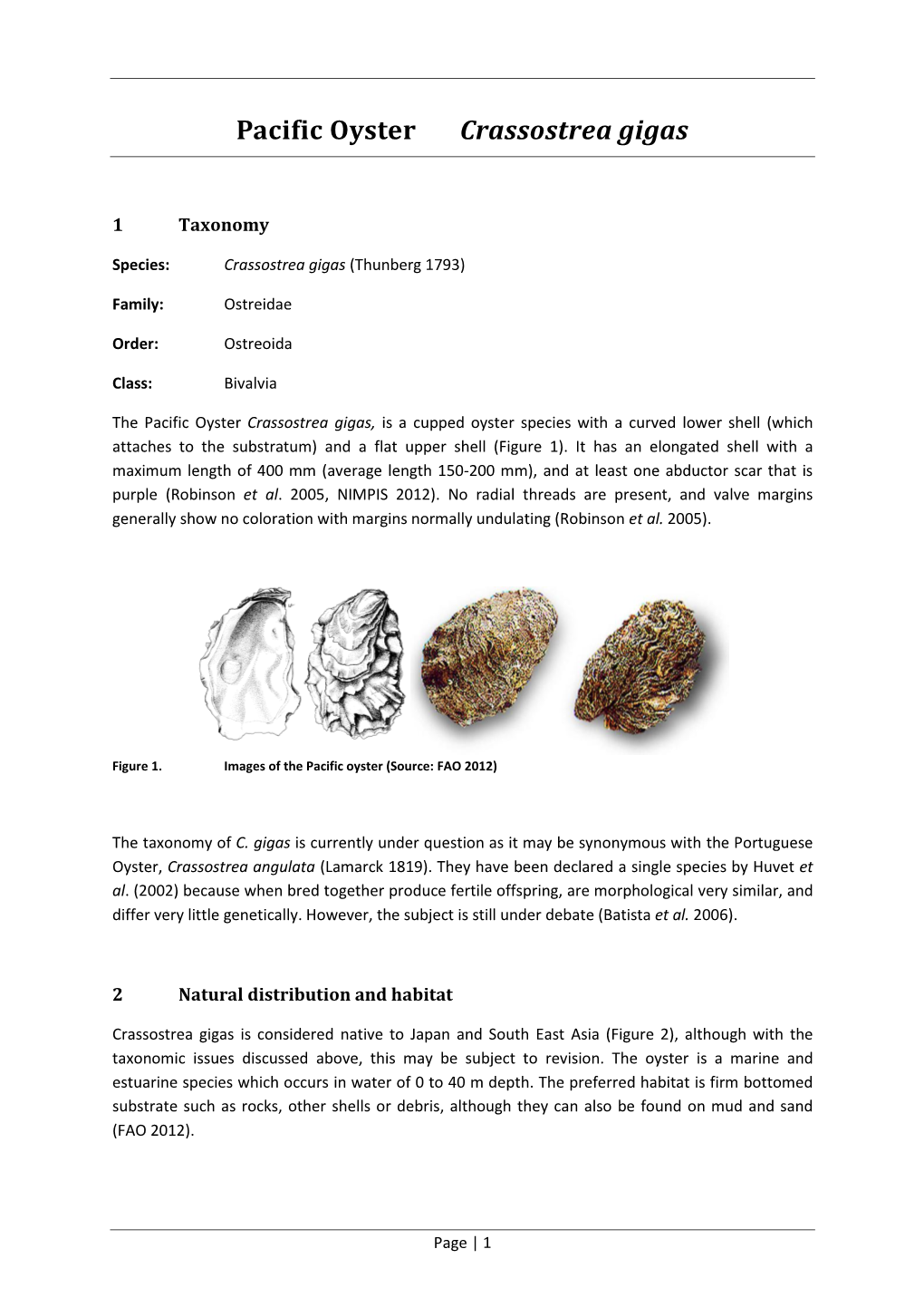 Pacific Oyster Crassostrea Gigas