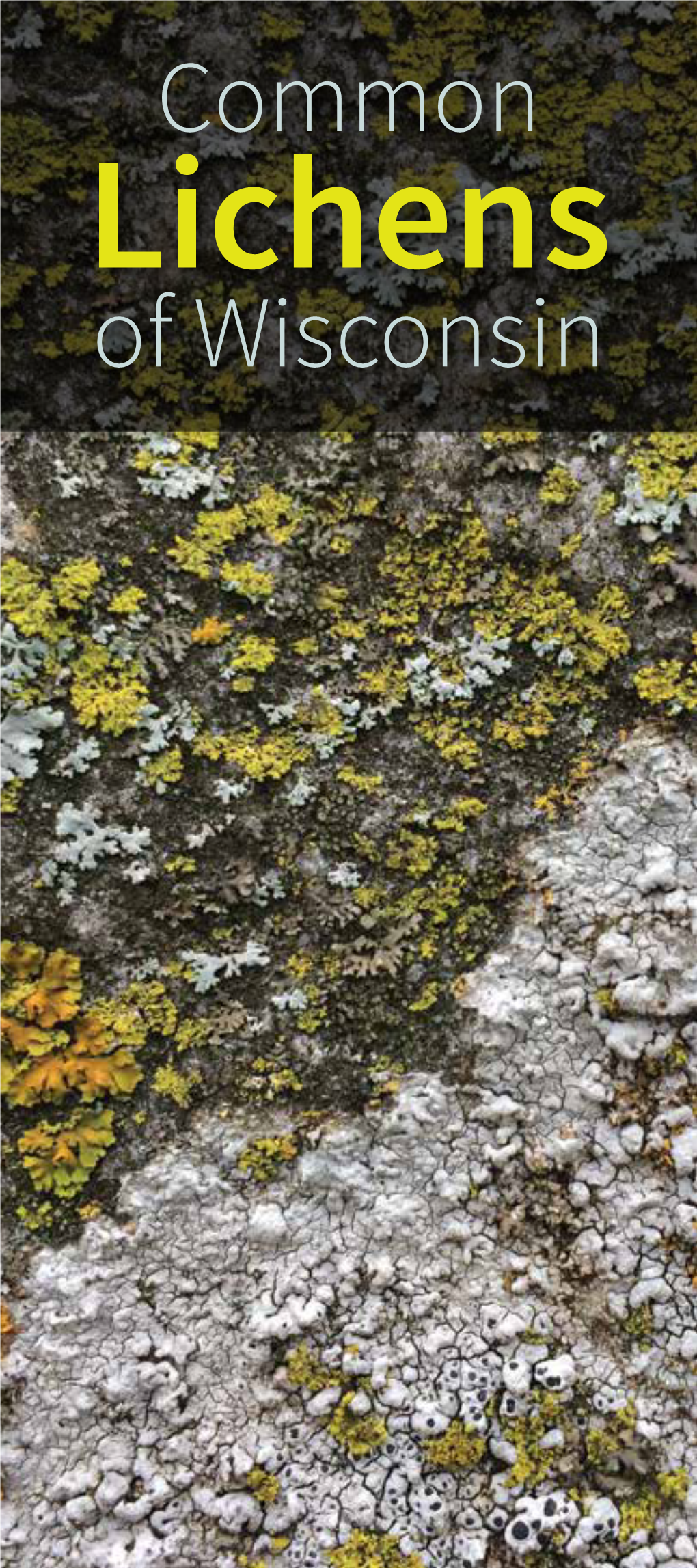 Common Lichens of Wisconsin