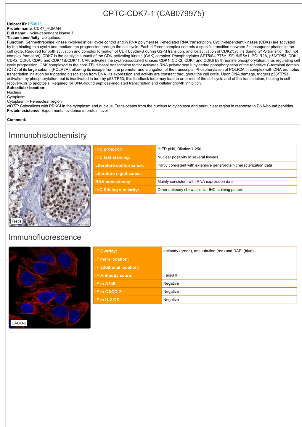 CPTC-CDK7-1 (CAB079975) Immunohistochemistry Immunofluorescence