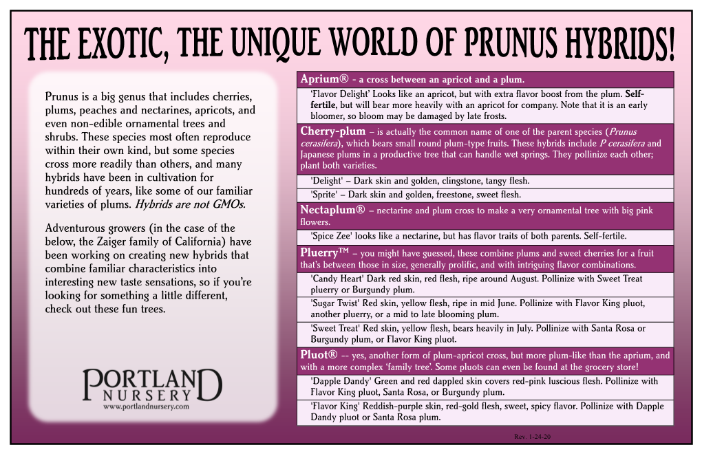 Varieties of Plums. Hybrids Are Not Gmos