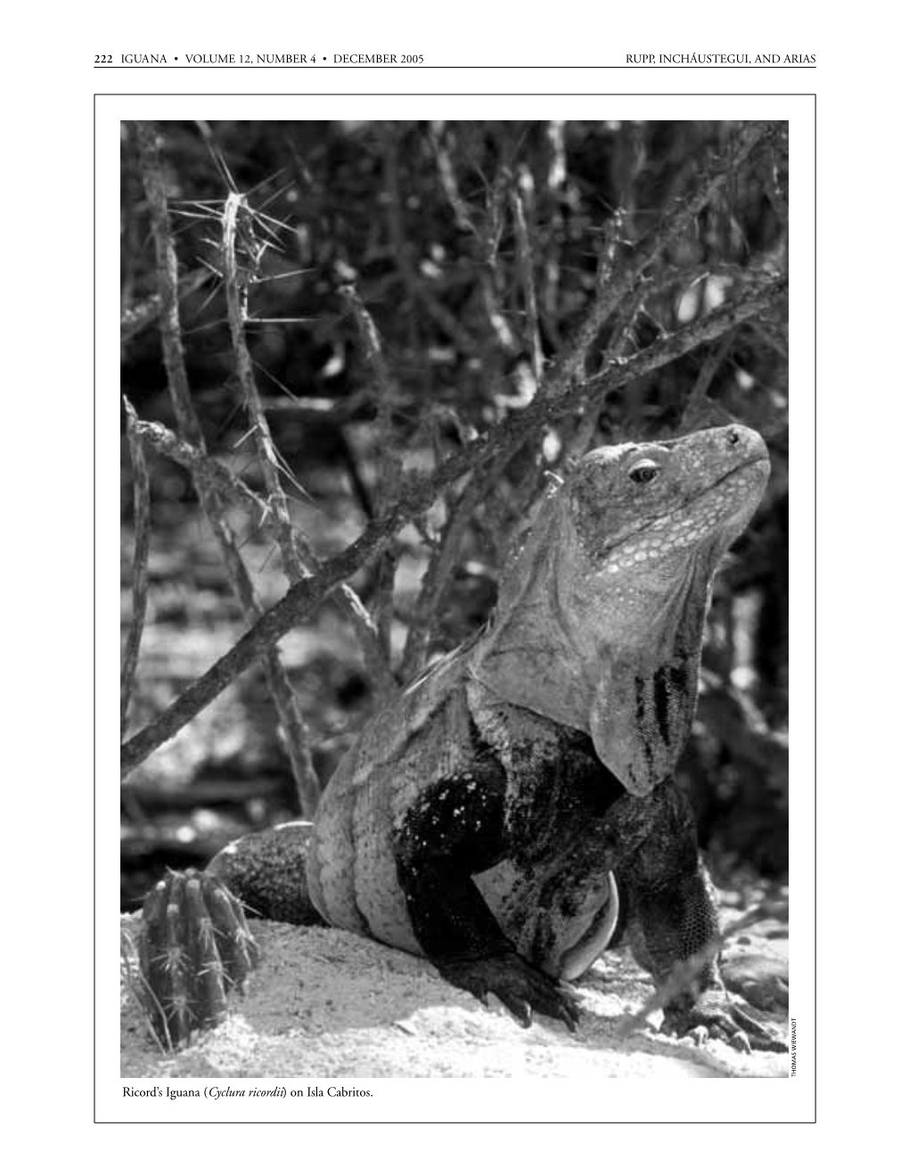 Iguana 12.4 B&W Text