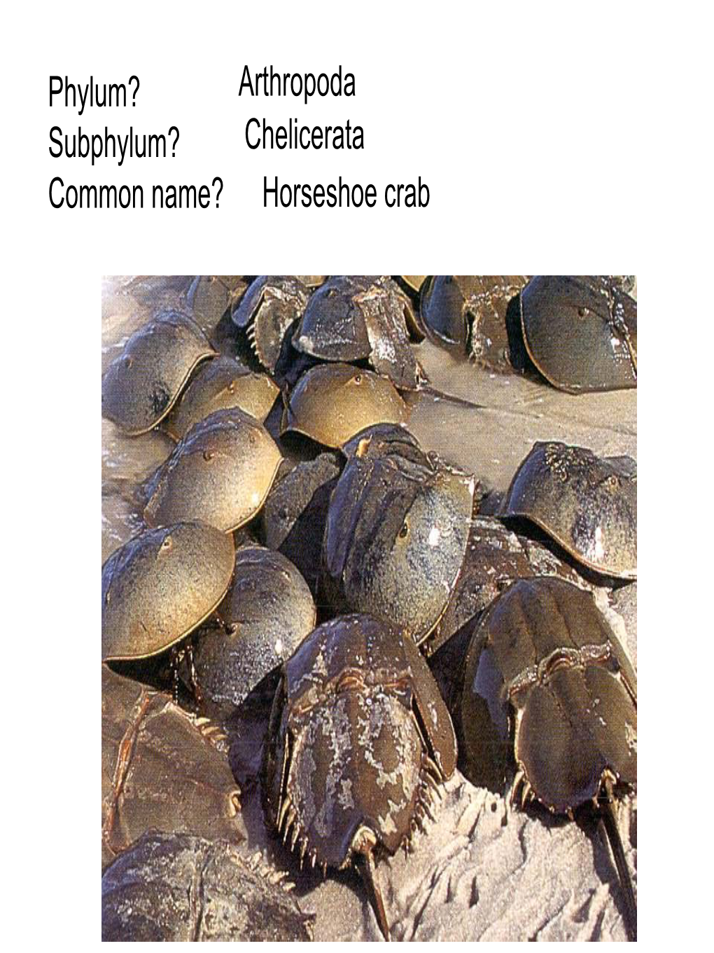 Arthropoda Chelicerata Horseshoe Crab