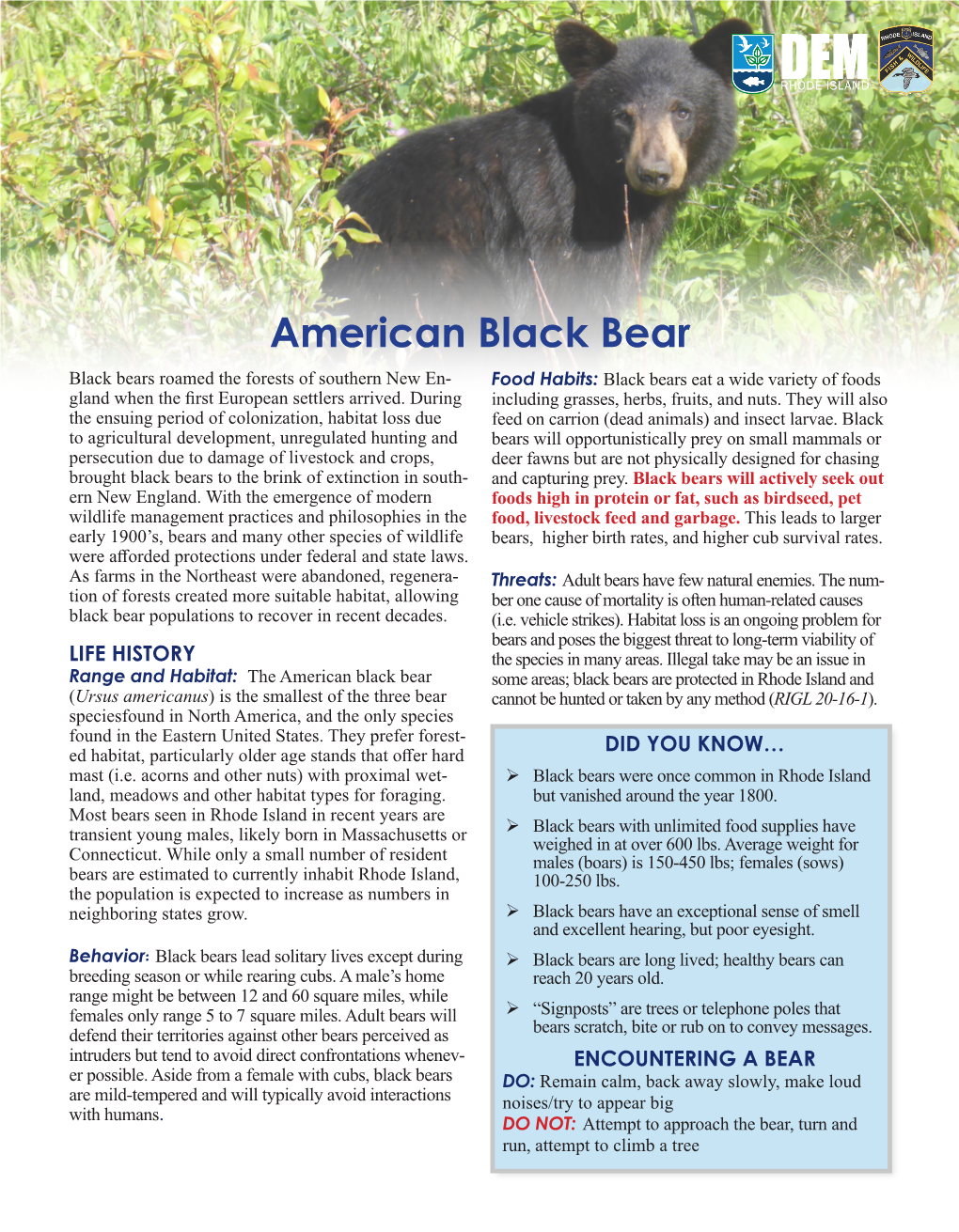 American Black Bear