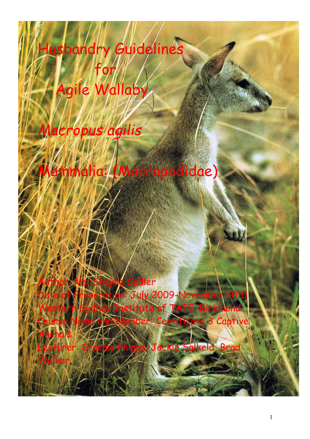 Agile Wallaby