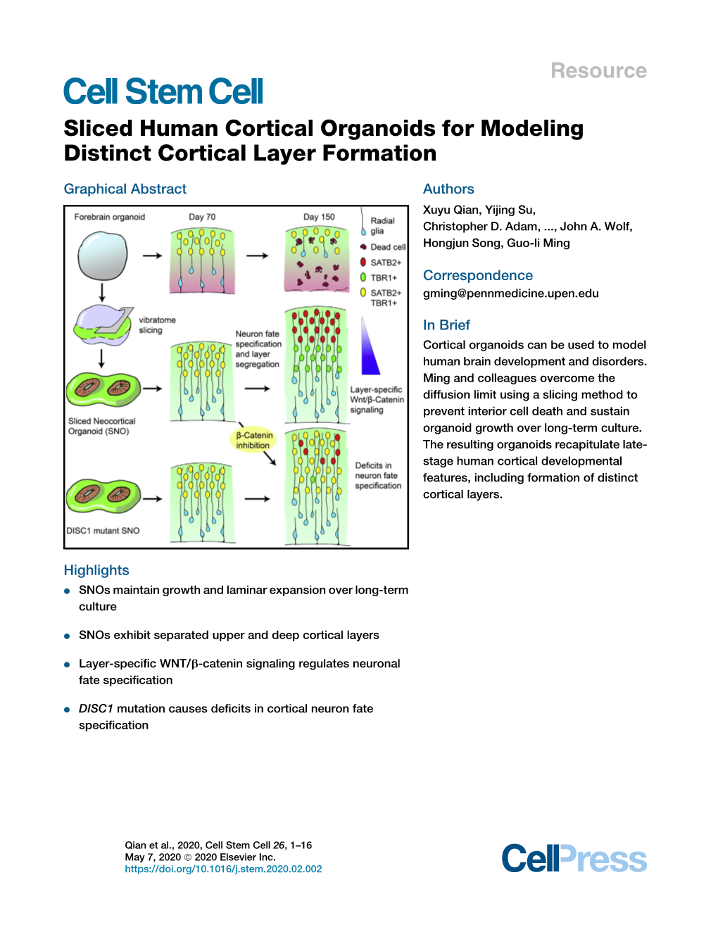 Sliced Human Cortical Organoids for Modeling Distinct Cortical Layer Formation