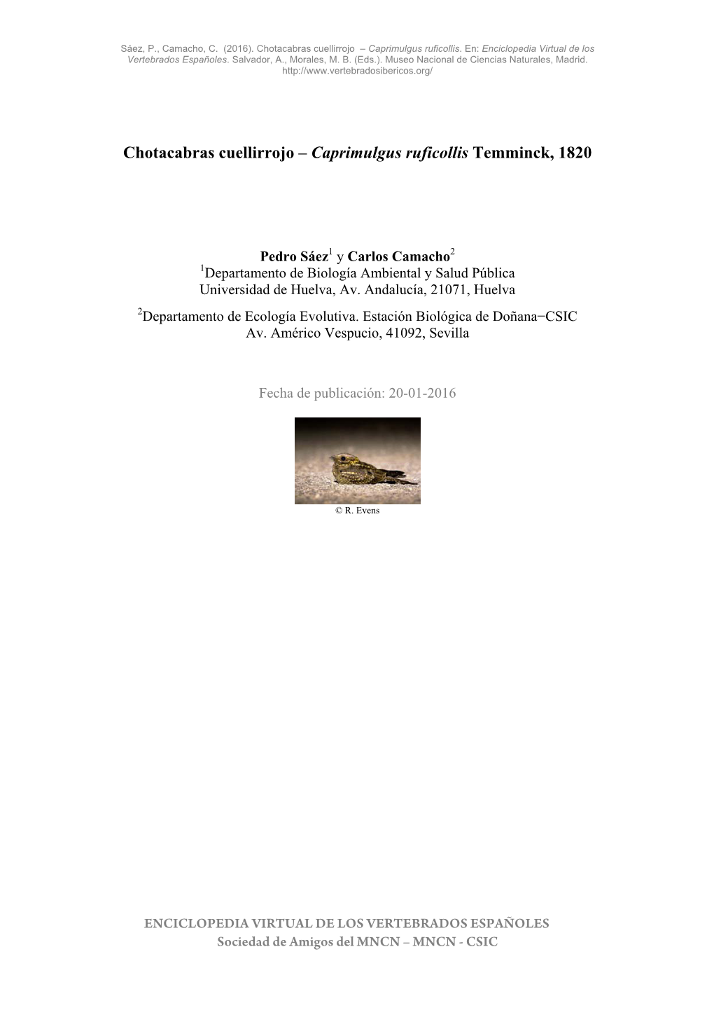 Chotacabras Cuellirrojo – Caprimulgus Ruficollis