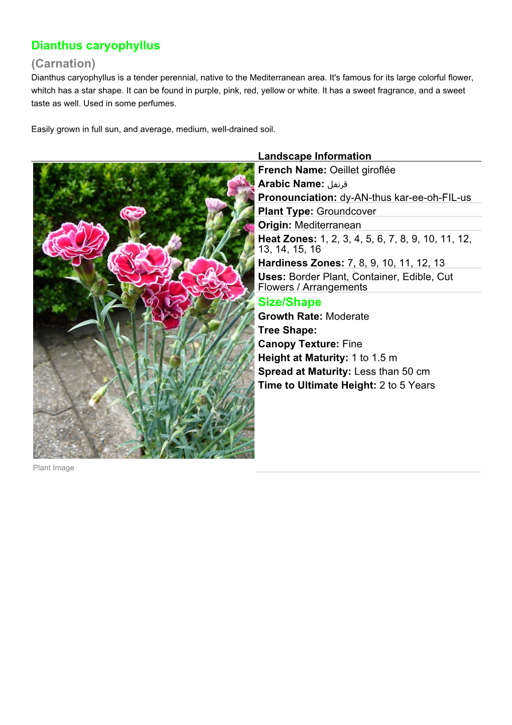 Dianthus Caryophyllus (Carnation) Size/Shape