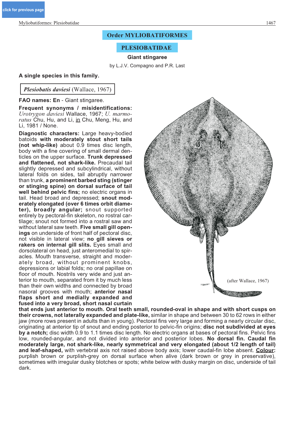 Order MYLIOBATIFORMES