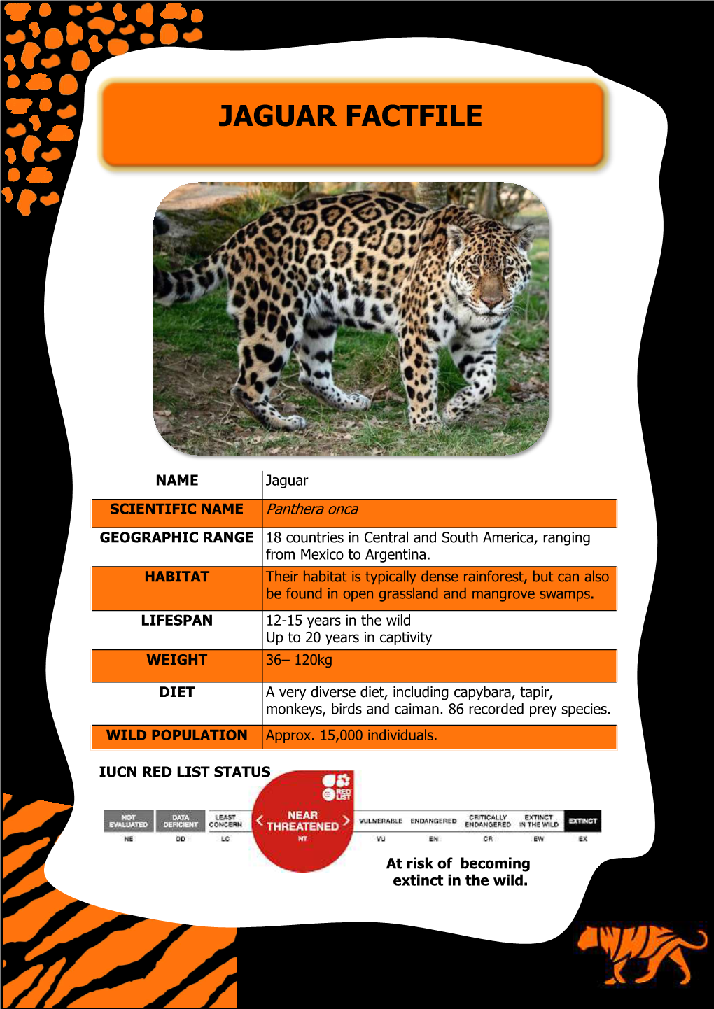 Jaguar Factfile