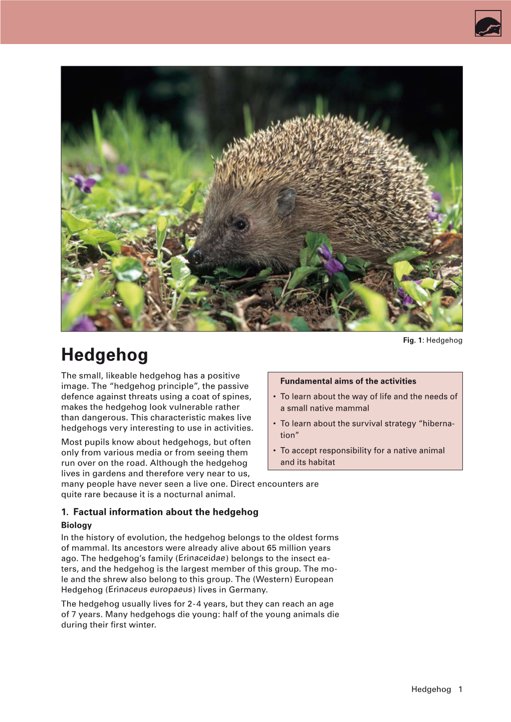 Hedgehog Hedgehog the Small, Likeable Hedgehog Has a Positive Fundamental Aims of the Activities Image