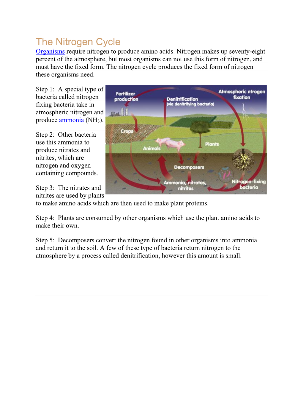 The Nitrogen Cycle Organisms Require Nitrogen to Produce Amino Acids