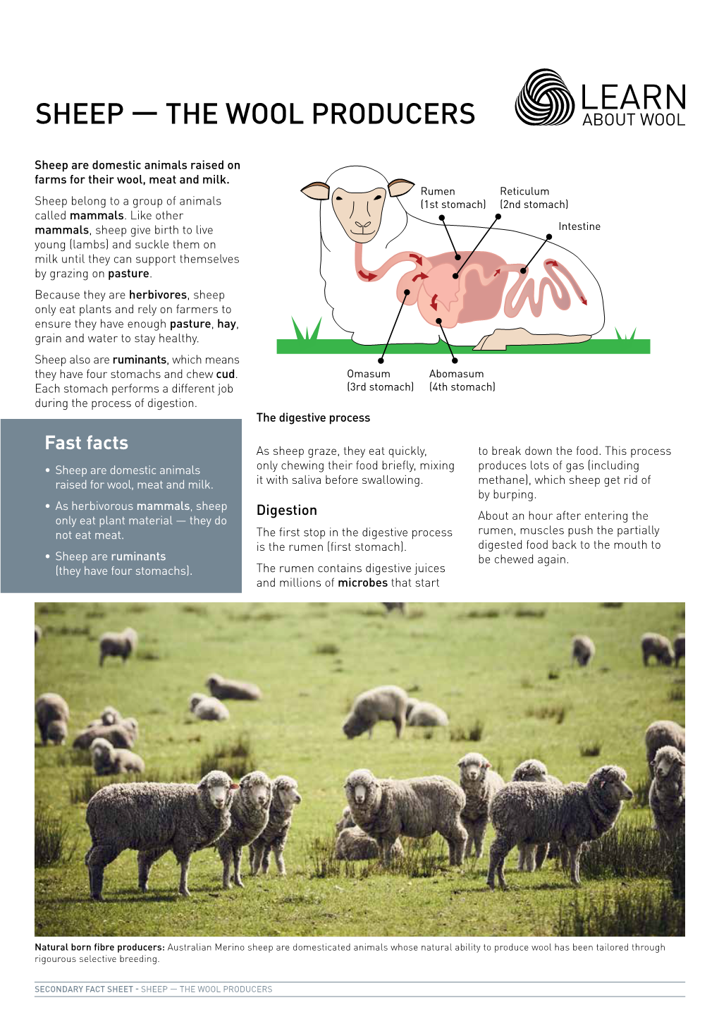 Sheep — the Wool Producers