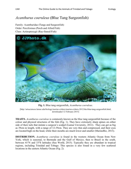 Acanthurus Coeruleus (Blue Tang Surgeonfish)
