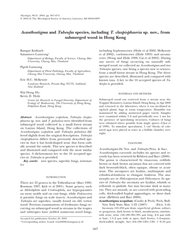 Acanthostigma and Tubeufia Species, Including T. Claspisphaeria Sp. Nov