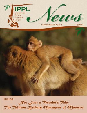 The Tailless Barbary Macaques of Morocco